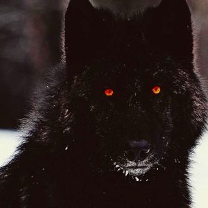 Meet your Posher, Mad